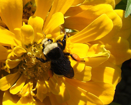 Bombus vosnesenskii, the yellow-faced bumblebee studied by Shalene Jha and Claire Kremen. The bumblebees - important pollinators - are negatively impacted by impervious cover and forage long distances to find patches of diverse flowers.