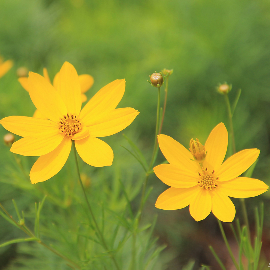 Yellow Flowers