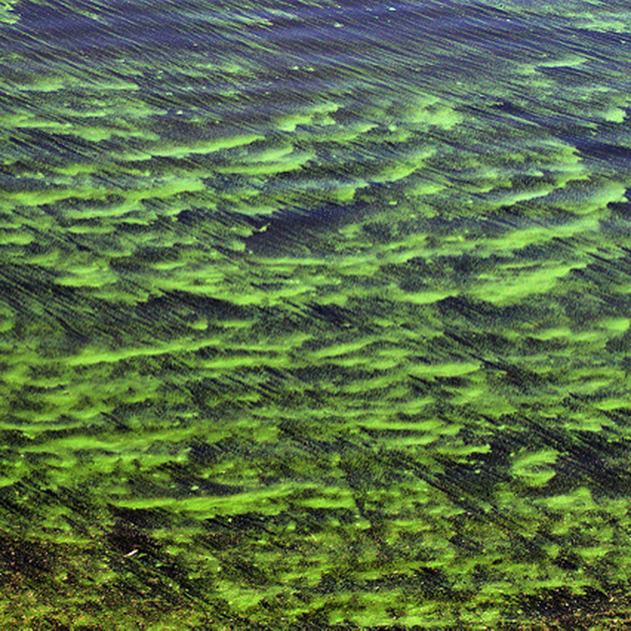 algae