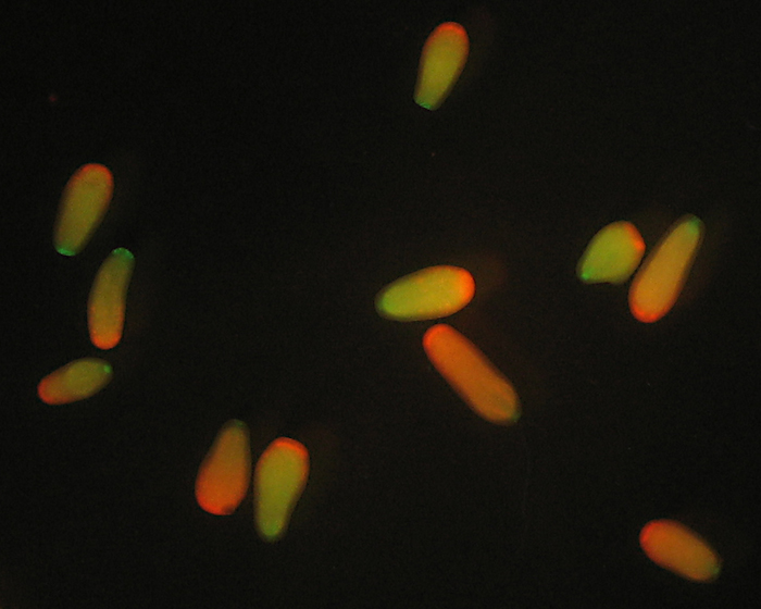 A.millepora fluorescent larvae - Mikhail