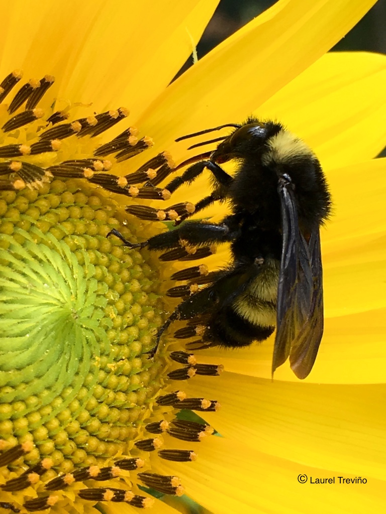 AmericanBumble mandible labium LaurelTrevino