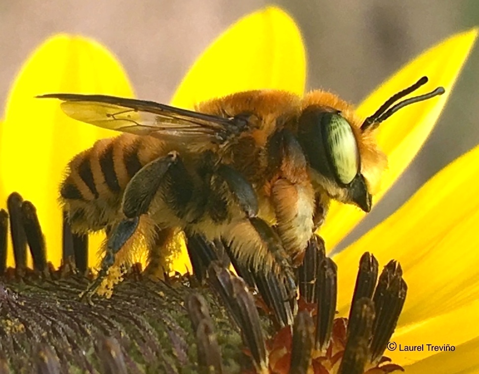 Megachile male side close LaurelTrevino