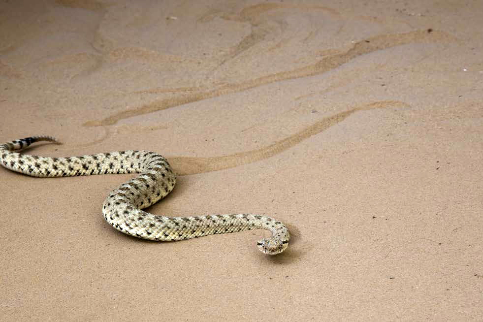 Sidewinder snake