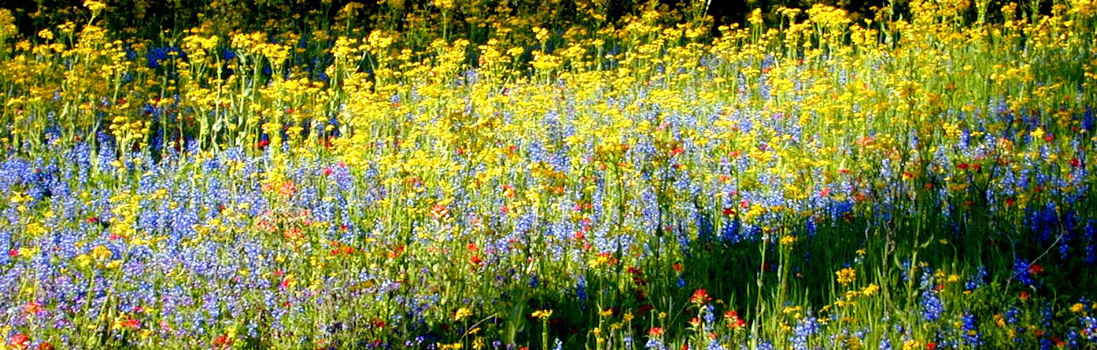 wildflowers