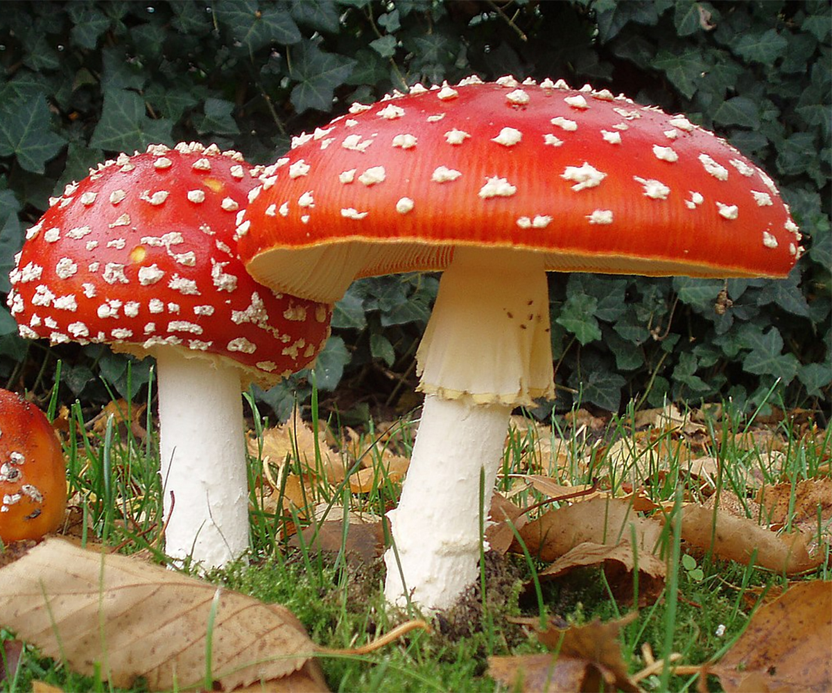 Amanita muscaria