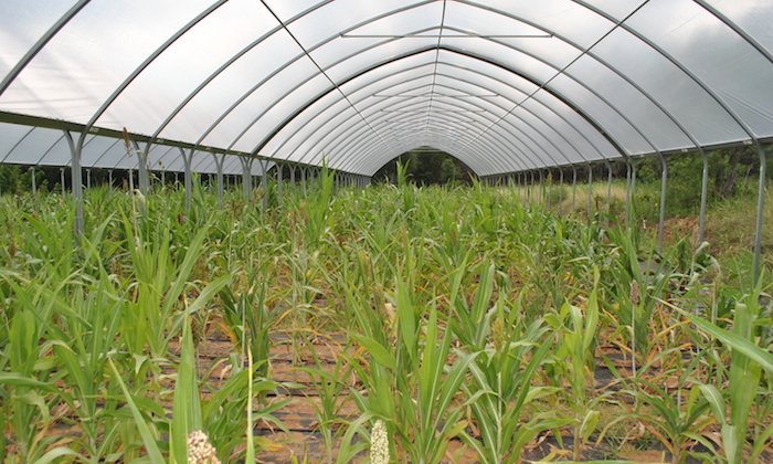 sorghum shelter