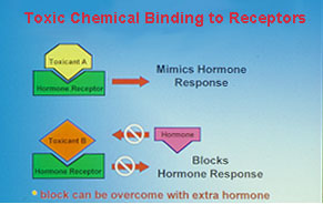 environmental estrogens