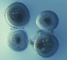 oocytes1