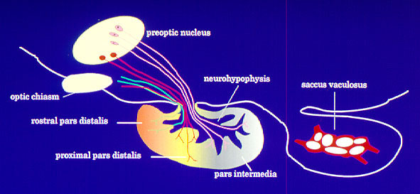 pituitary figure