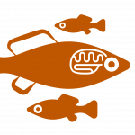 Fish Behavior