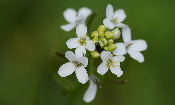 Scientists Uncover RNA Silencing Technique to Change Seed Size in Plants