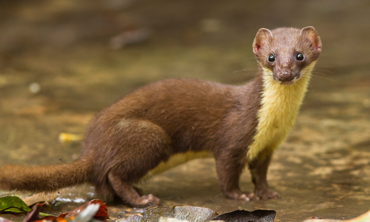 A Big Brain Was a Good Thing for Ancient Carnivores, New Study Finds