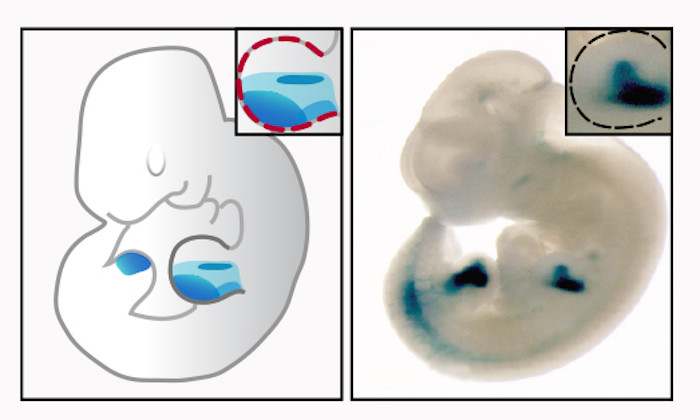 Discovering a Genetic Mechanism that Affects Birth Defects, Some Cancers