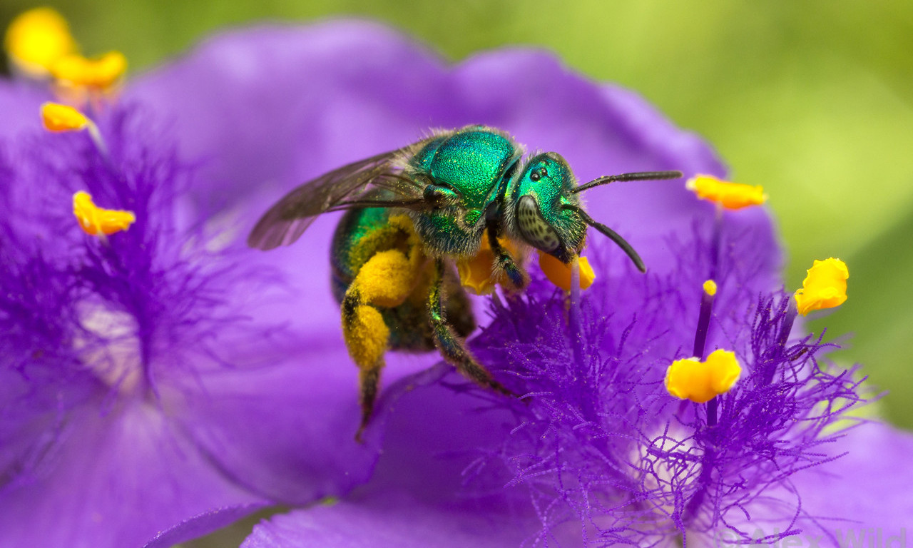 Spring Insects to Spot on Neighborhood Walks