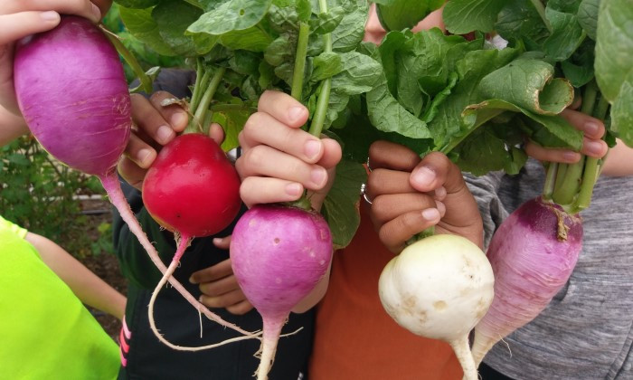 School Gardens Linked With Kids Eating More Vegetables