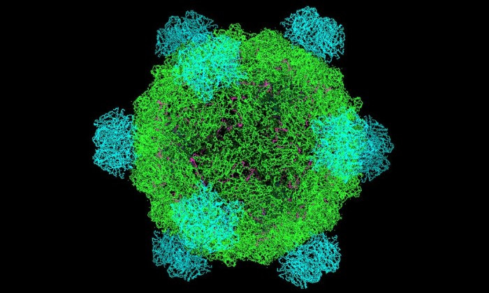 Unlocking Secrets of Some of the World’s Smallest Viruses