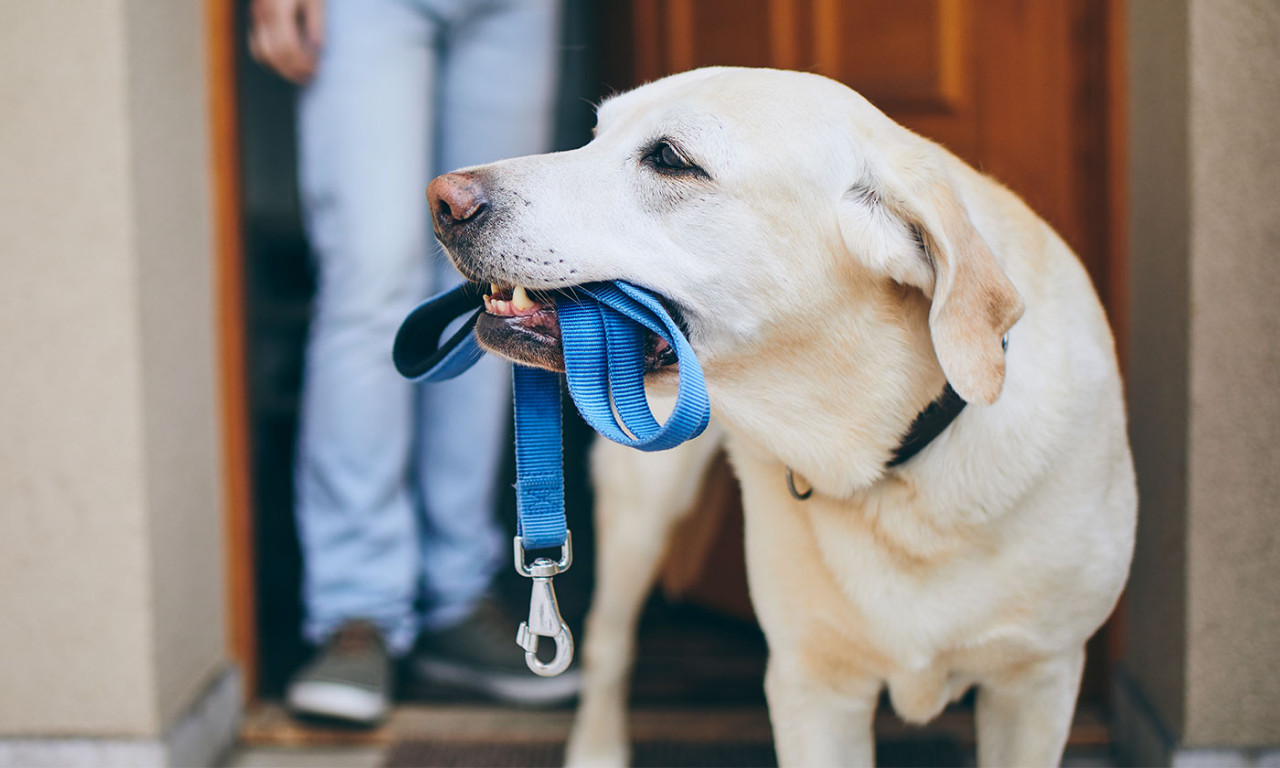 Can Dogs Take Bite Out of Neighborhood Crime?