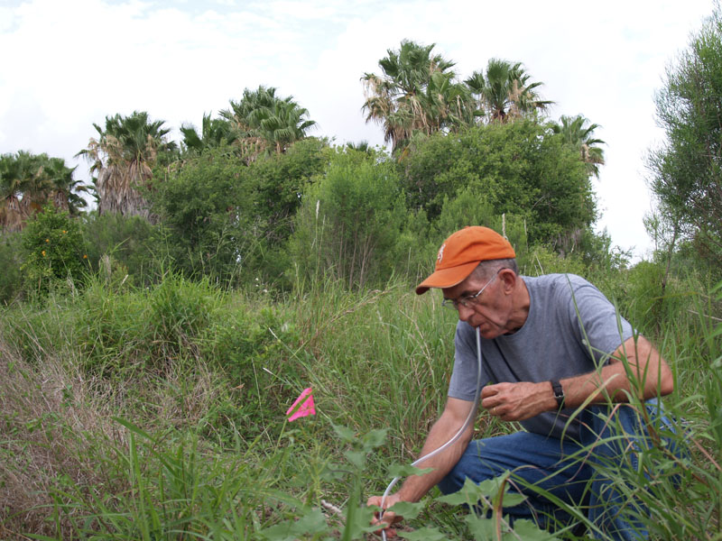 larry gilbert collecting phorids TNC Southmost preserve TX 6347