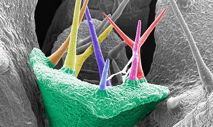 arabidopsis mutant trichomes