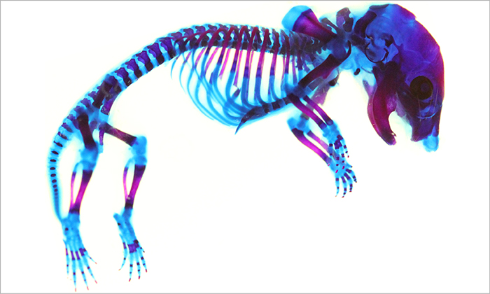 mouse embryonic skeletal preparation