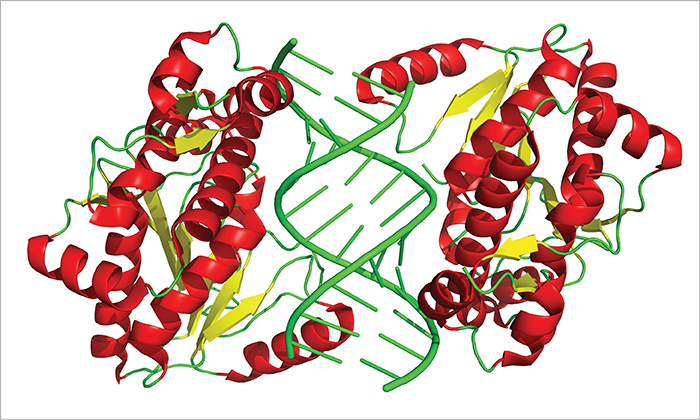 protein rna