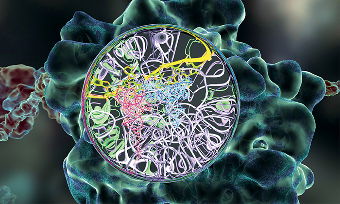 ribosome