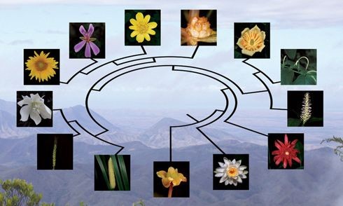 Tree of Life Revealed for Flowering Plants