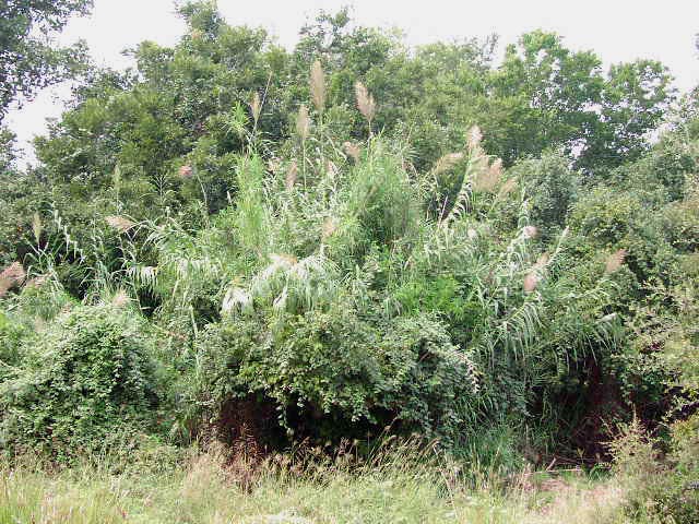 Arundo-donax-habit3.jpg