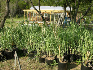 Arundo-transplants.jpg