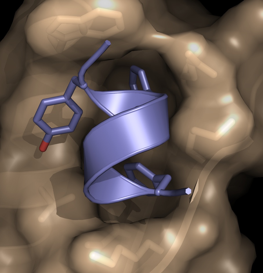 NS1A-PNAS_cover4.jpg