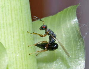 Tetramesa-oviposit-web.jpg