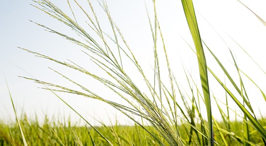 Switchgrass and Climate Change