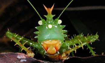 Scientists Identify Ecuador’s Yasuní National Park As One of Most Biodiverse Places on Earth