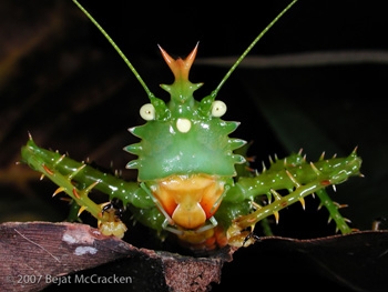 b2ap3_thumbnail_yasuni-katydid.jpg