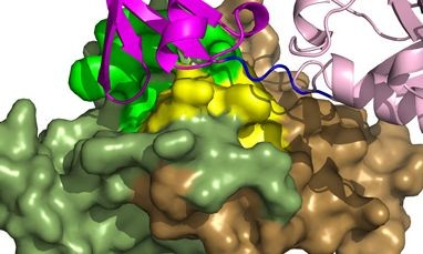 Discovery Of Why Influenza B Virus Exclusively Infects  Humans Opens Door For Drugs To Fight Seasonal Epidemics Caused By Virus