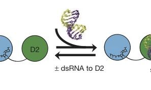 Ancient Enzymes Function like Nanopistons to Unwind RNA