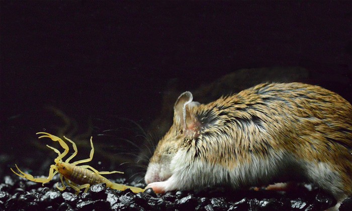 Grasshopper Mice Are Numb to the Pain of the Bark Scorpion Sting