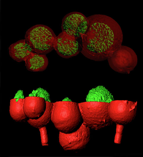 bacterial-architecture-1.jpg