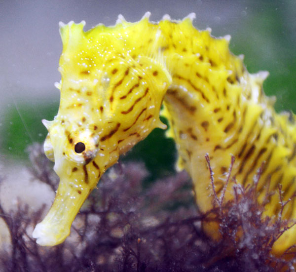 dwarf-seahorse-square.jpg