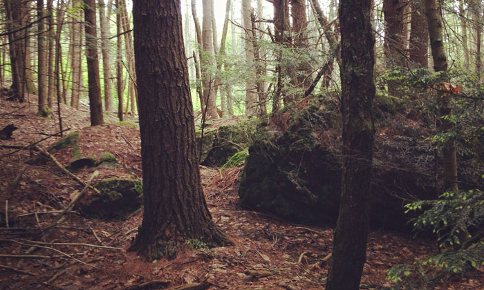 hemlock_stand_harvard_forest-700px.jpg