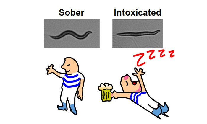 Mutation Stops Worms From Getting Drunk