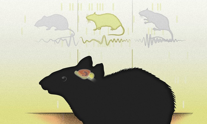 Neurons in the Brain Tune into Different Frequencies for Different Spatial Memory Tasks