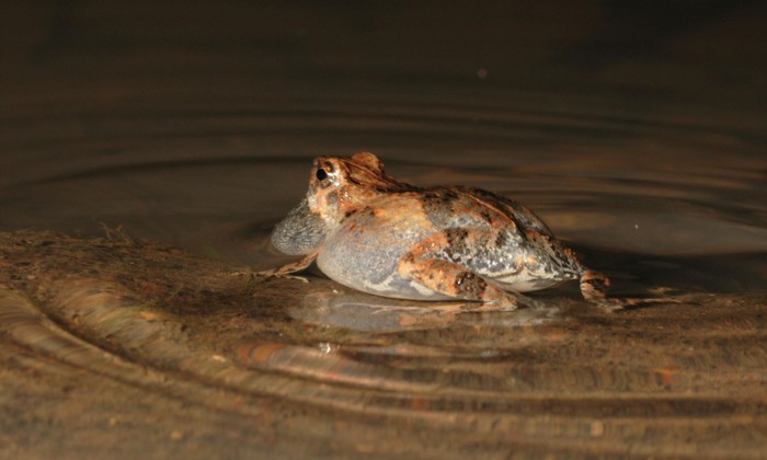 Bats Use Water Ripples to Hunt Frogs