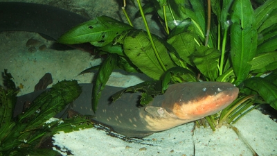 b2ap3_thumbnail_electric-eel-steven-johnson_sm_crop.jpg