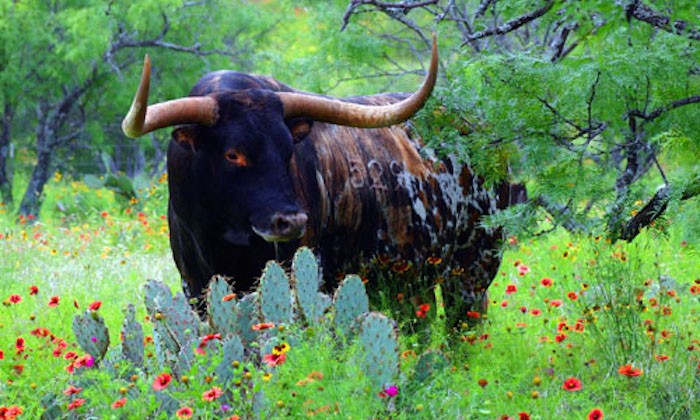 How Longhorns Got Their Long Horns