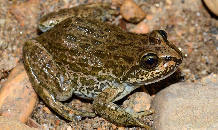 Amphibians Join the Genomic Revolution