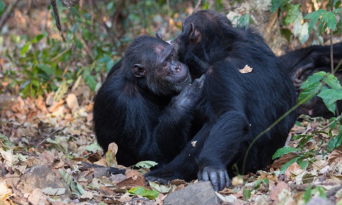 Sociable Chimps Harbor Richer Gut Microbiomes