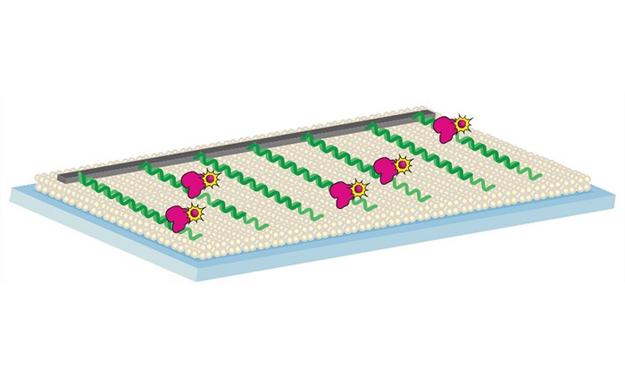 Scientists Study How DNA Repairs Itself Through Single Molecule Imaging