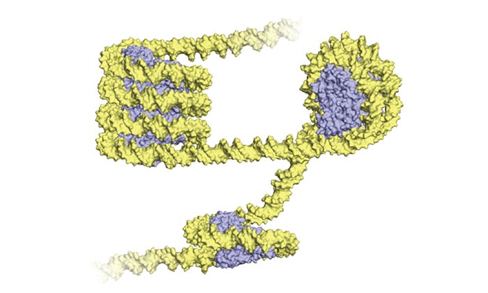 Ancient Microbes Folded their DNA Similarly to Modern Life Forms