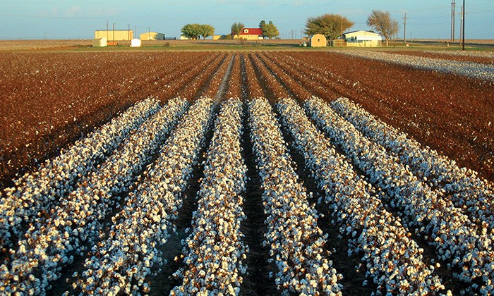 First Step Taken Toward Epigenetically Modified Cotton